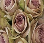 Roses, Amnesia, Dusty Lavender
