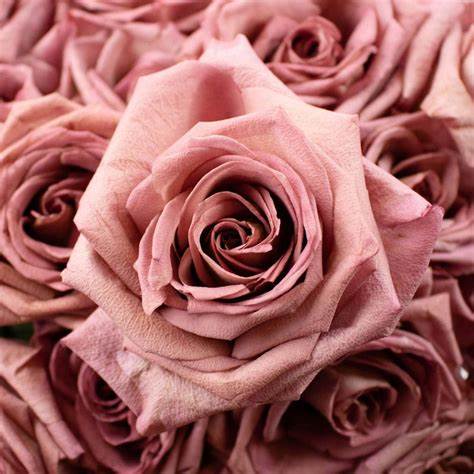 Roses, Barista