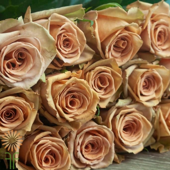 Roses, Brown Toffee
