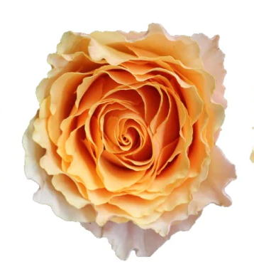 Roses, Campanella, Peach