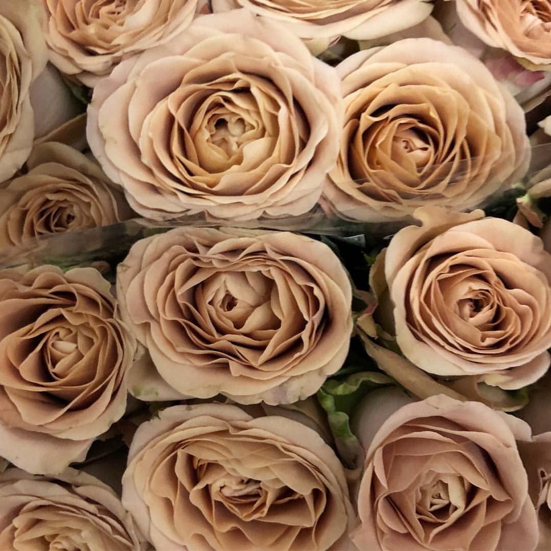 Roses, Cappuccino