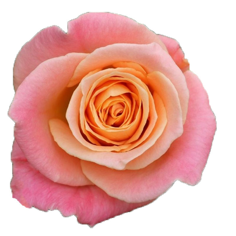 Roses, Missy Piggy, Coral, Pink