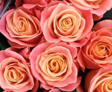 Roses, Missy Piggy, Coral, Pink