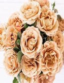 Roses, Honey Dijon