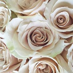 Roses, Lavender Earl Grey