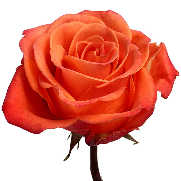 Roses, Orange Crush