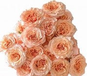 Roses, Peach Shimmer