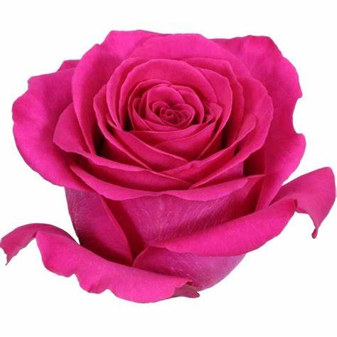 Roses, Pink Floyd
