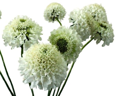 Scabiosa, White