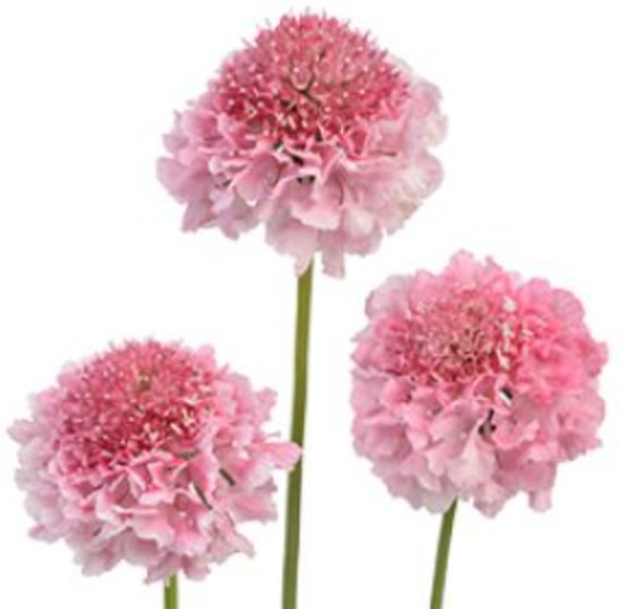 Scabiosa, Pink