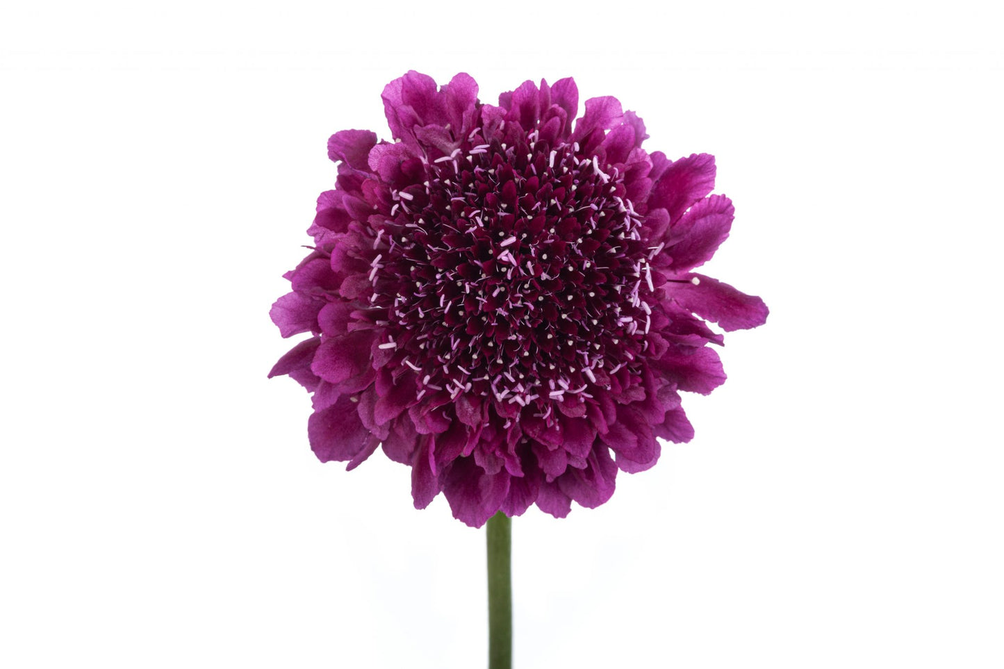 Scabiosa, Deep Purple
