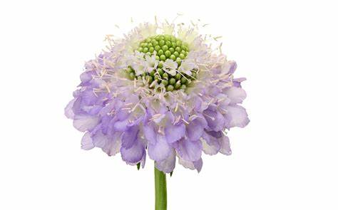 Scabiosa, Lavender