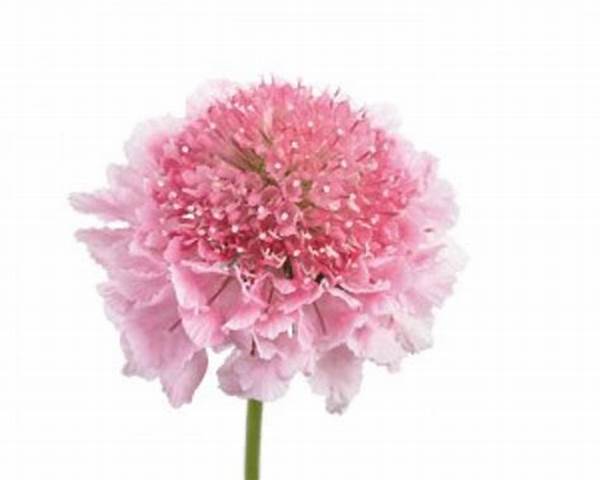 Scabiosa, Pink