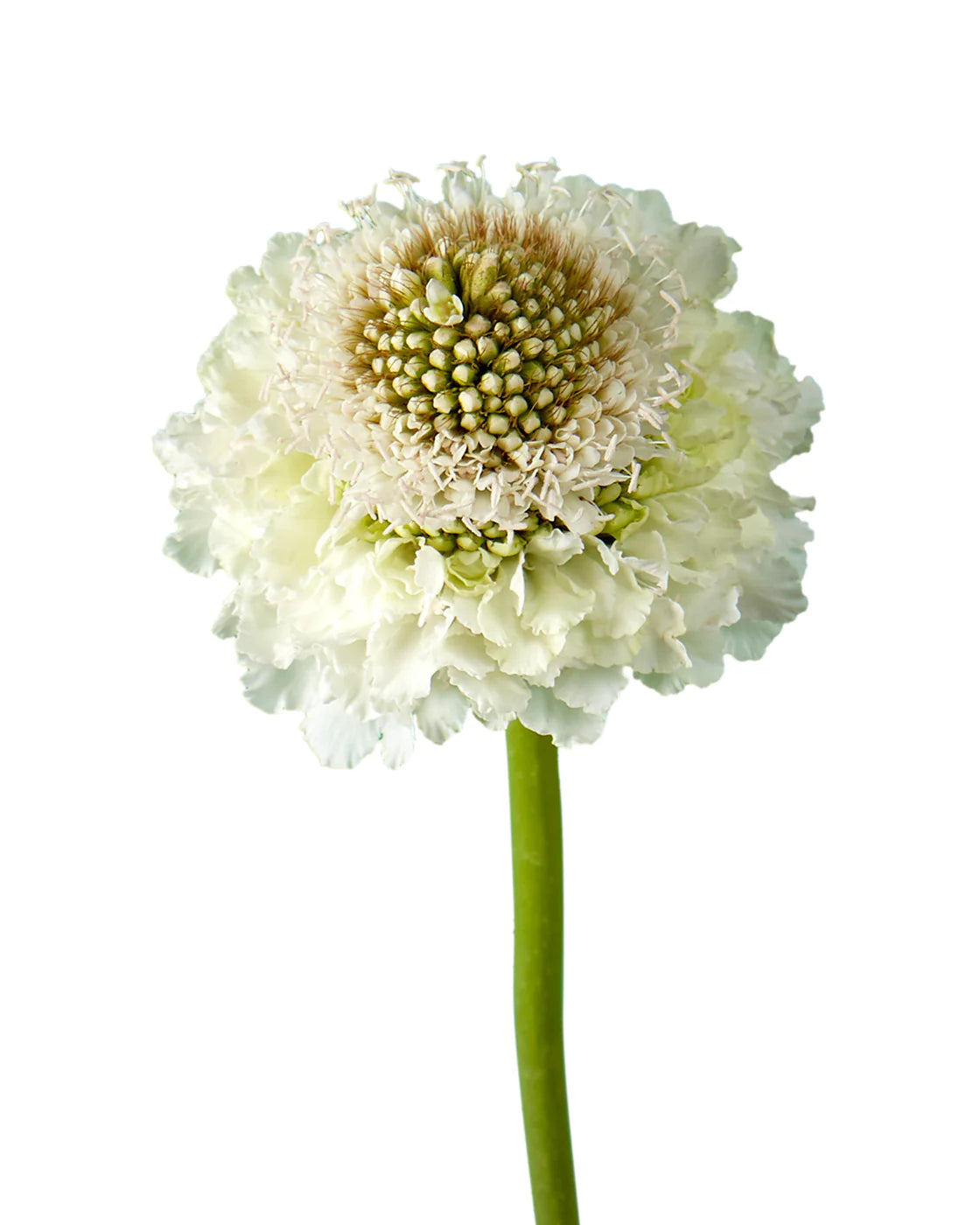 Scabiosa, White