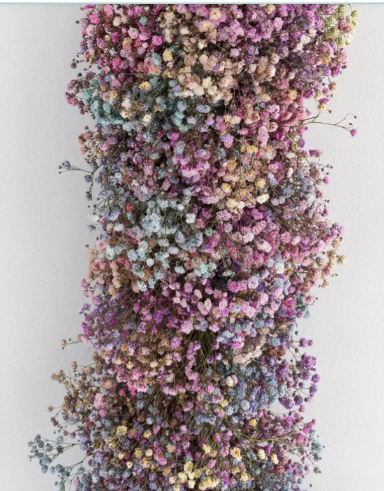 Baby's Breath, Garland, Rainbow
