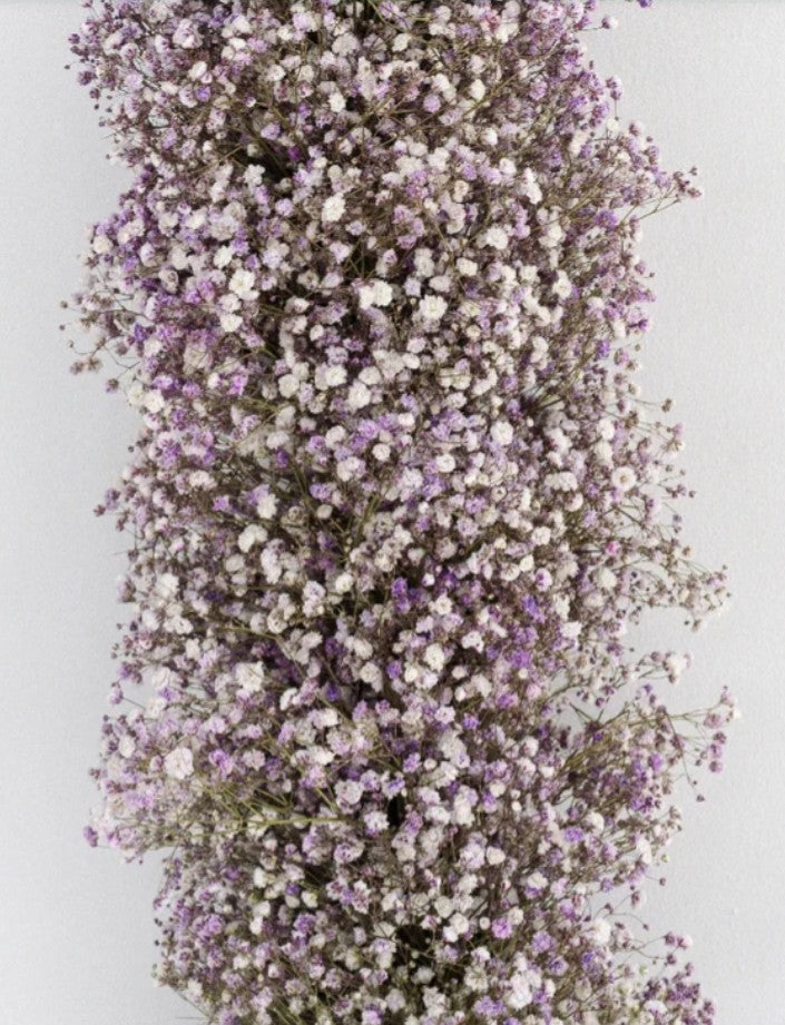 Baby's Breath, Garland, Lavender