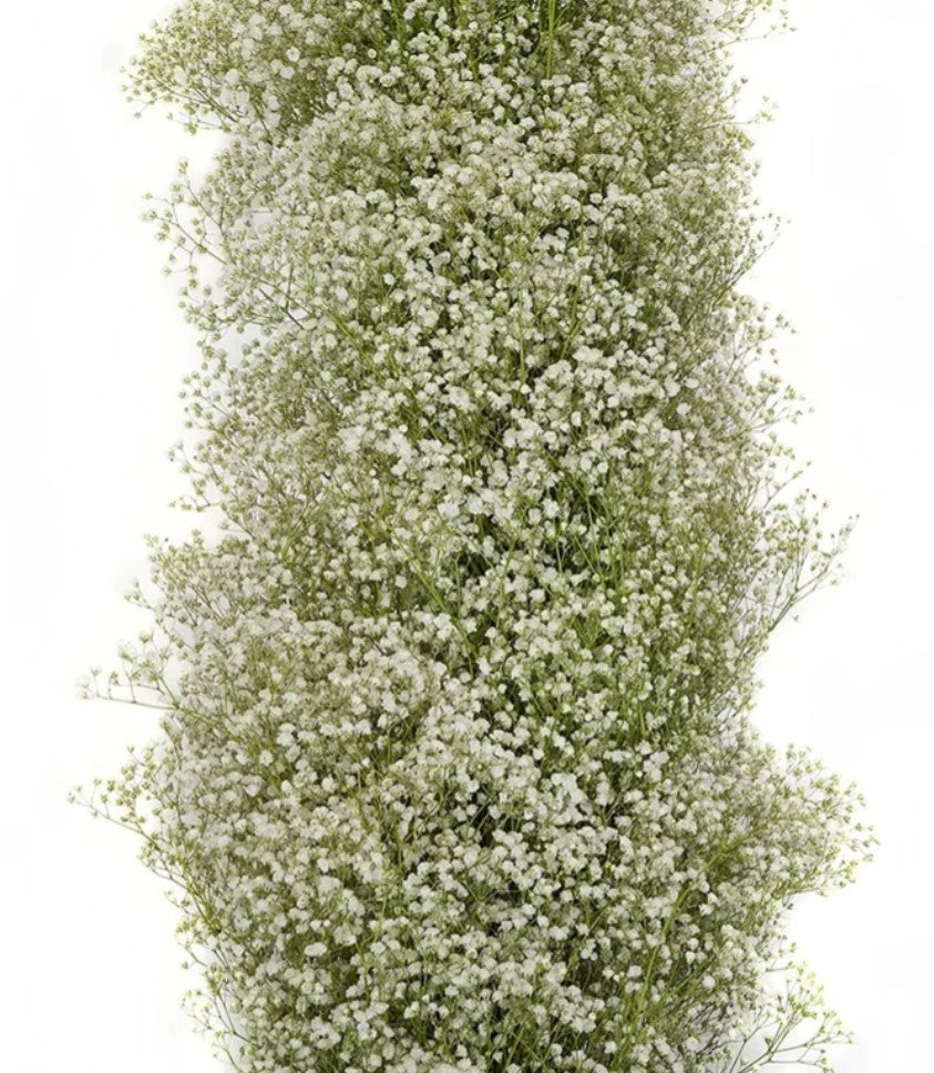 Baby's Breath, Garland, Natural, White