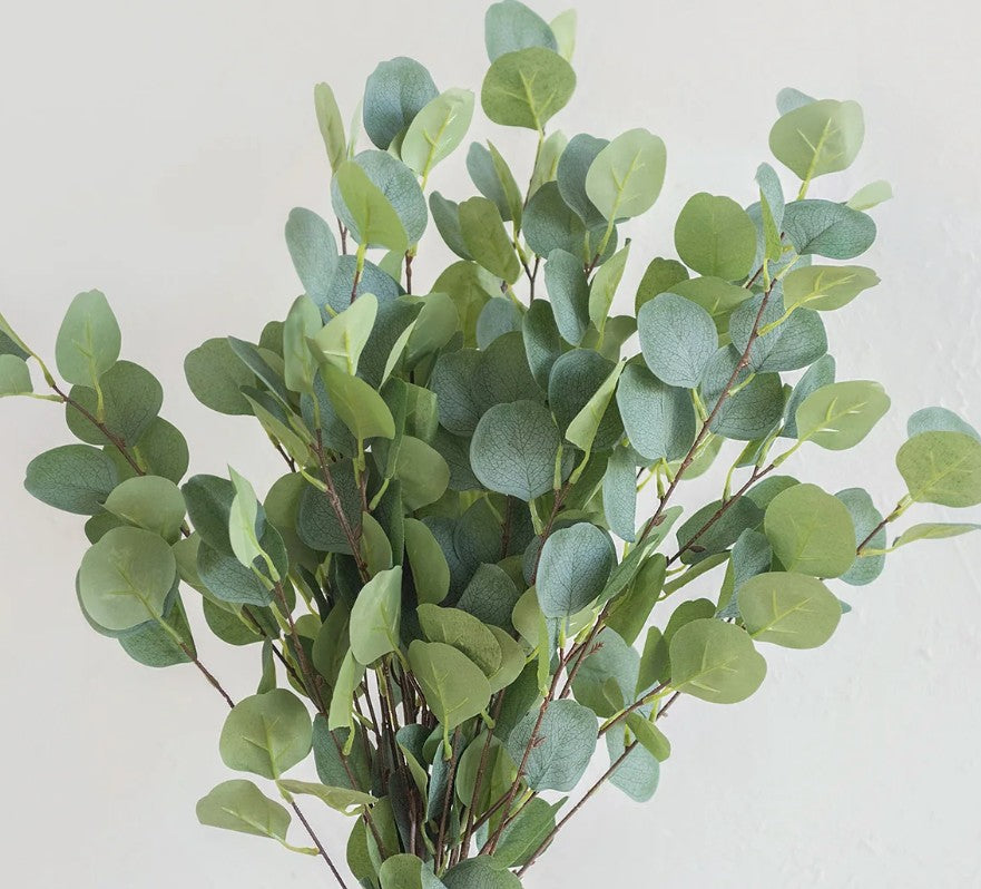 Eucalyptus, Silver Dollar