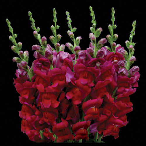Snapdragon, Burgundy