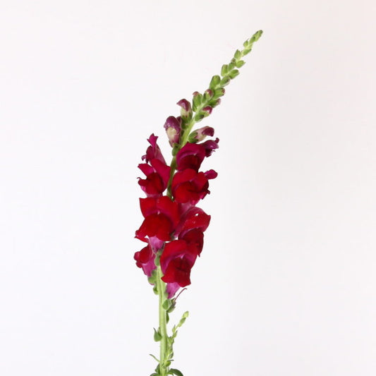 Snapdragon, Burgundy