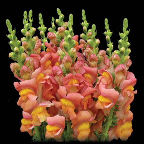 Snapdragon, Orange