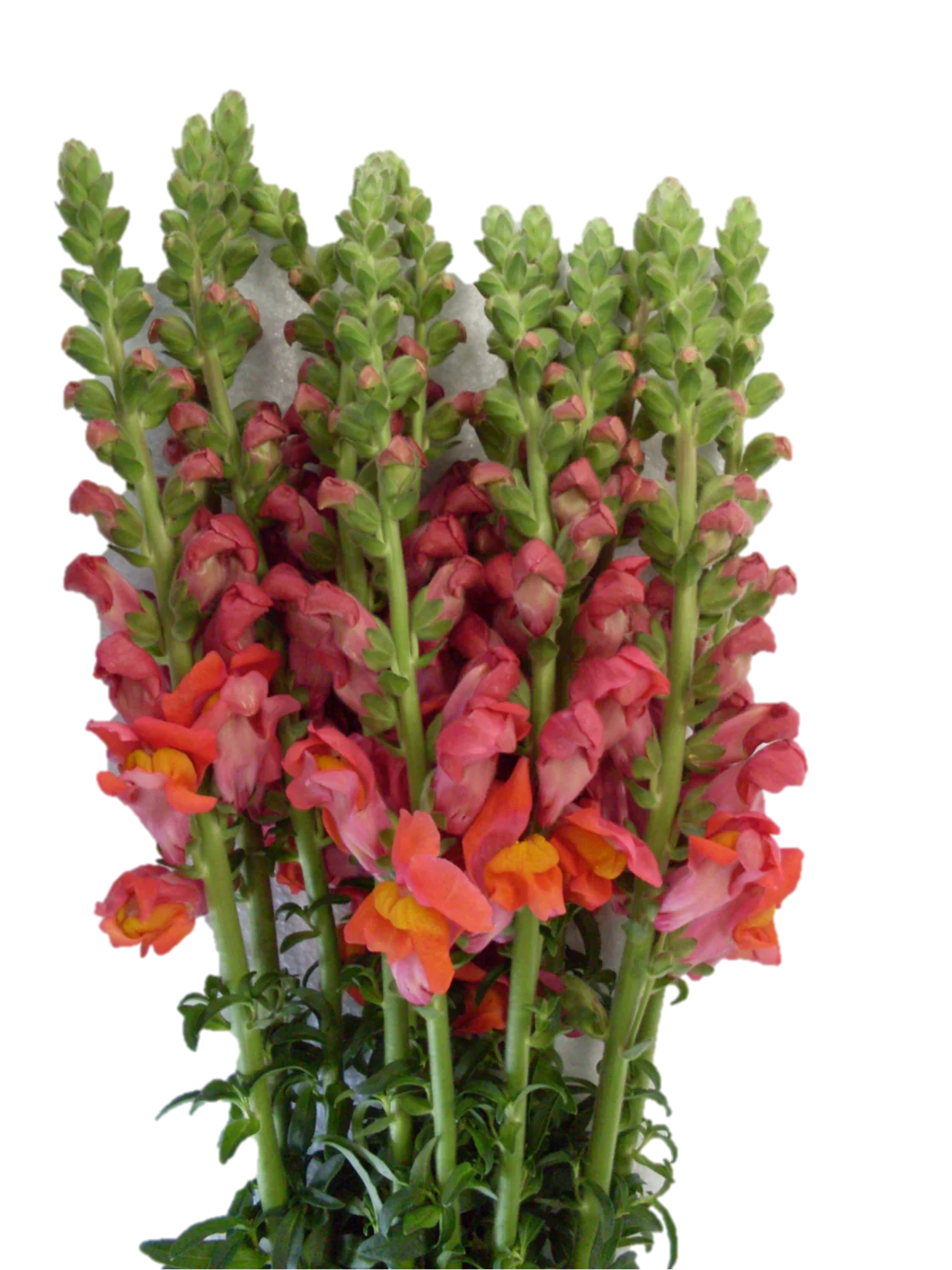 Snapdragon, Orange