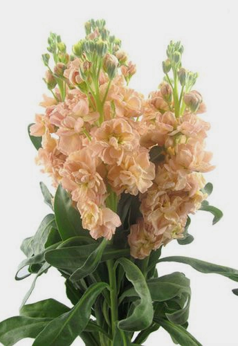 Stock, Peach