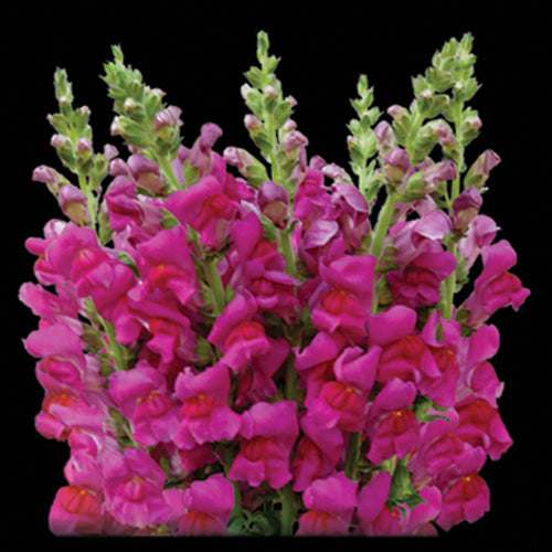 Snapdragon, Purple