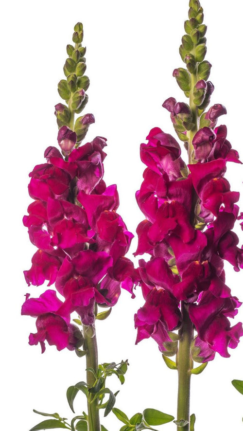 Snapdragon, Purple