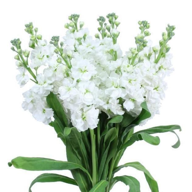 Stock, White