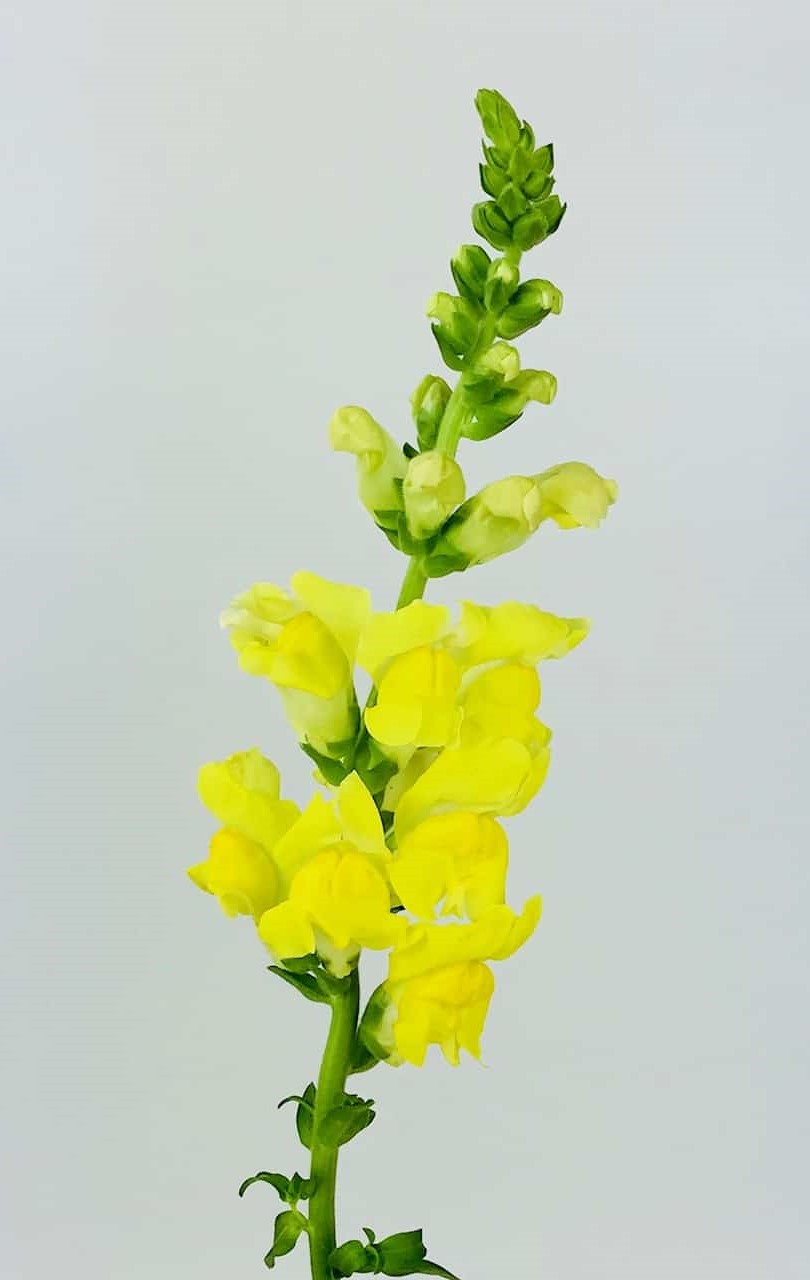 Snapdragon, Yellow