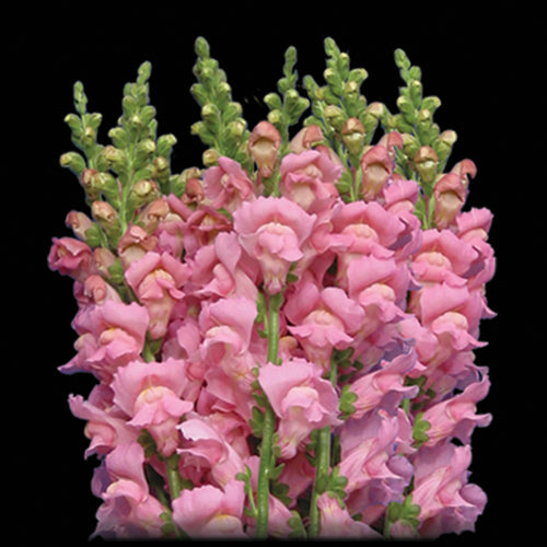 Snapdragon, Light Pink