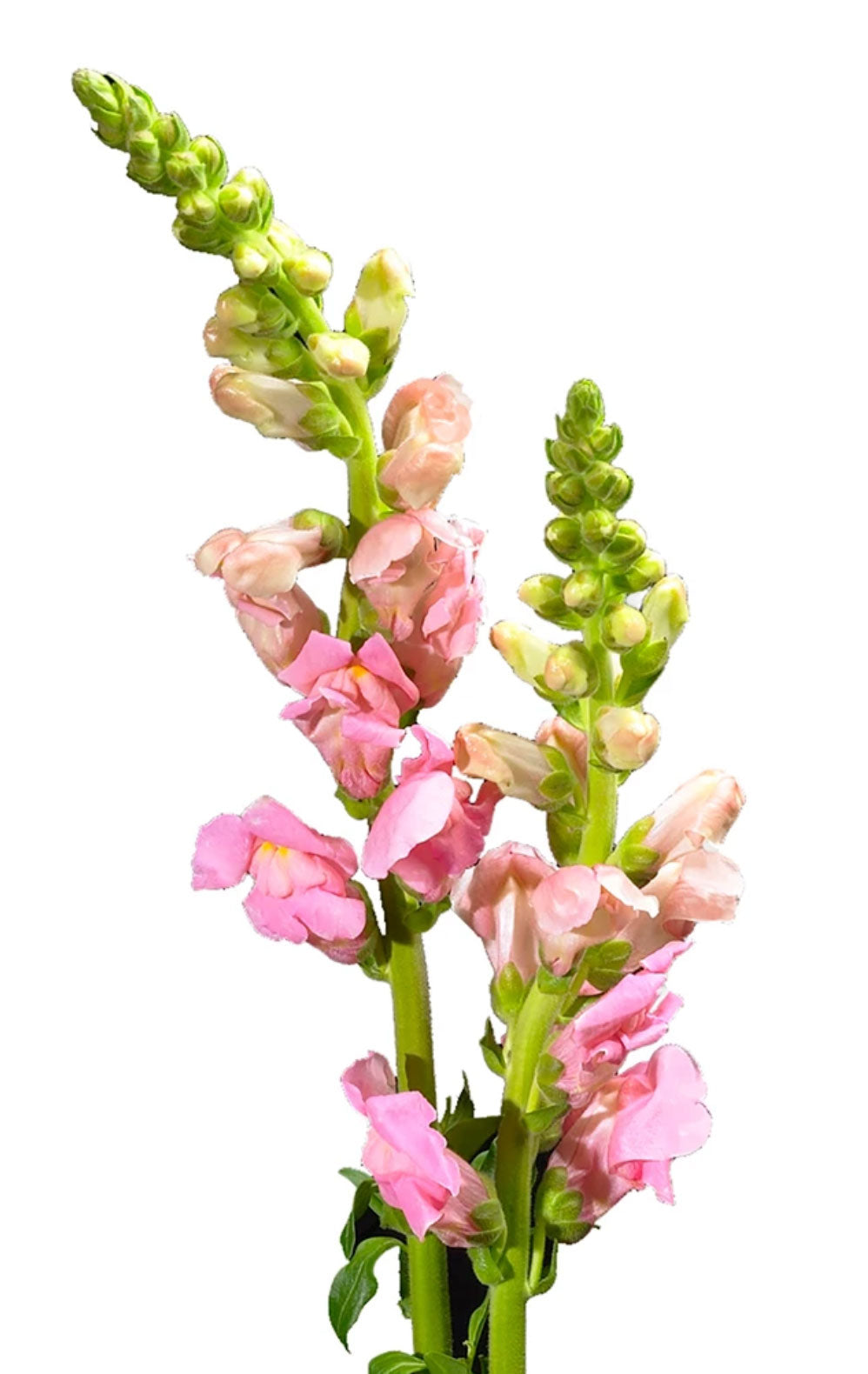 Snapdragon, Light Pink