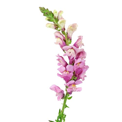 Snapdragon, Mauve Lavender