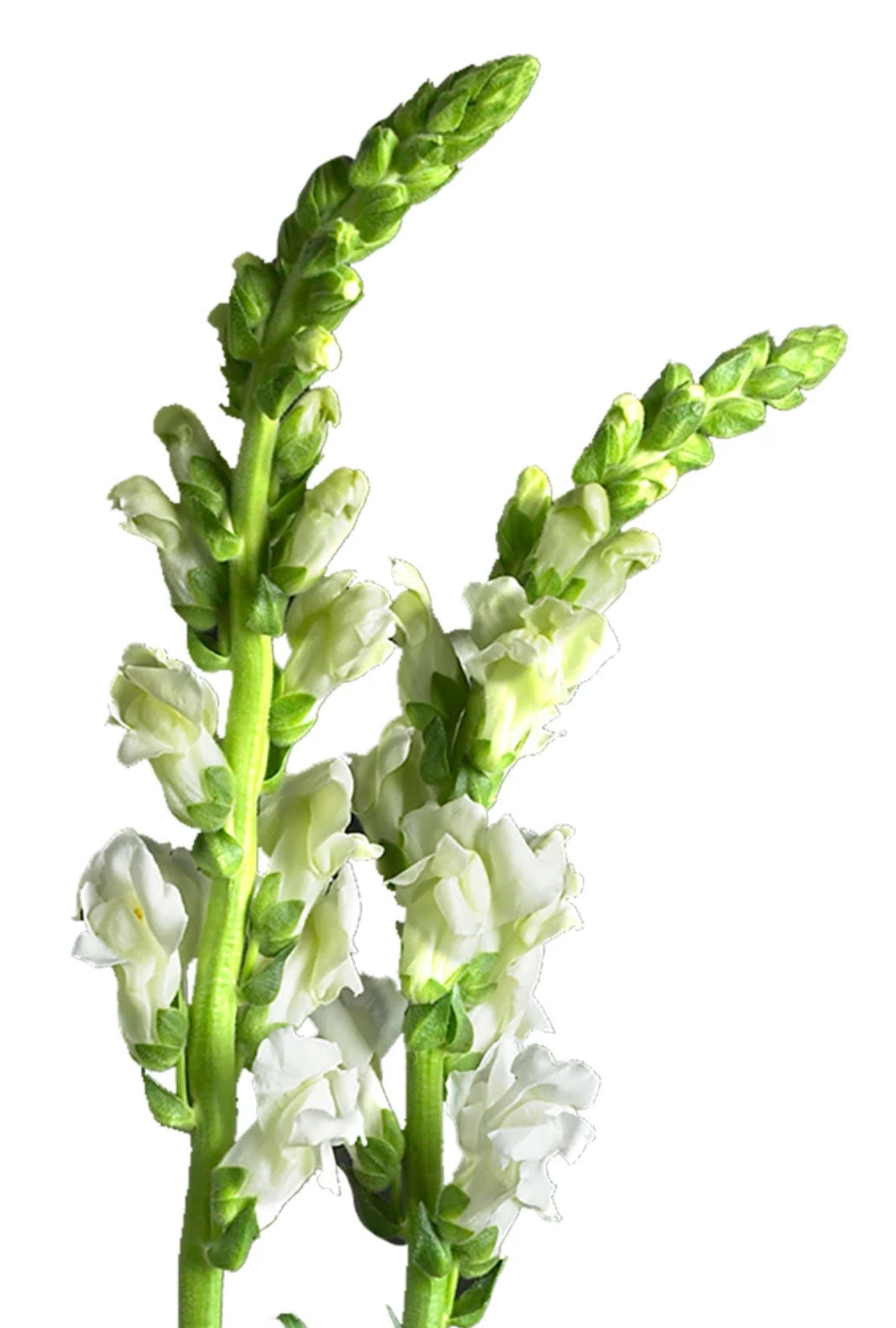 Snapdragon, White