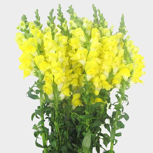 Snapdragon, Yellow