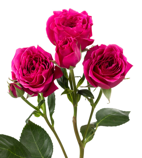 Rose, Spray, Hot, Pink