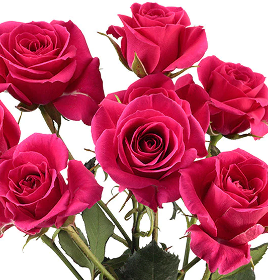 Rose, Spray, Hot, Pink