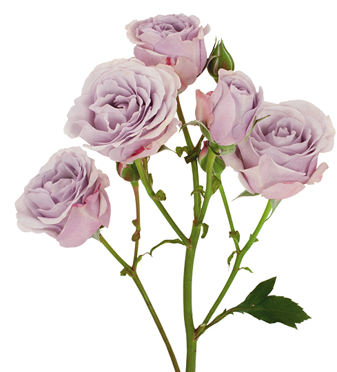 Rose, Spray, Lavender