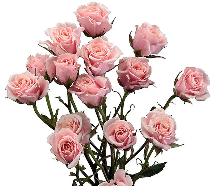 Rose, Spray, Light, Pink