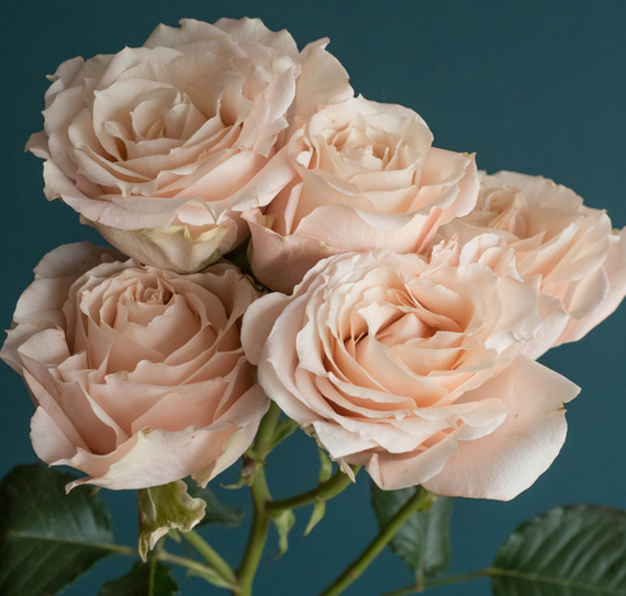 Rose, Spray, Quicksand