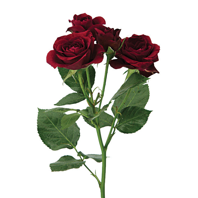 Rose, Spray, Rubicon