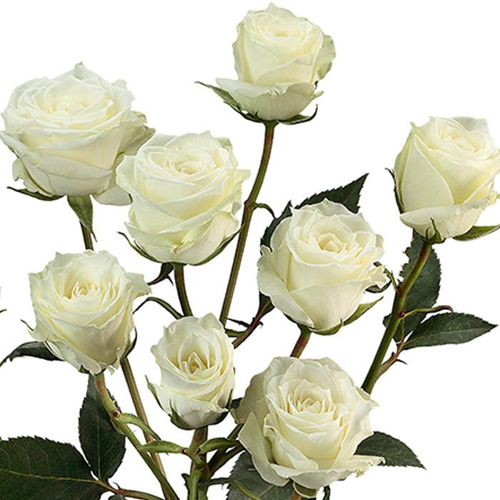 Rose, Spray, Cream