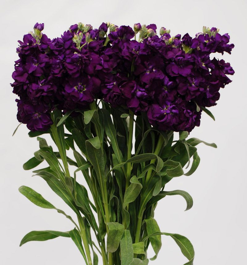 Stock, Deep Purple