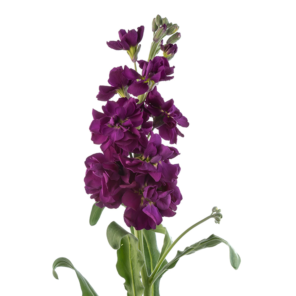 Stock, Deep Purple