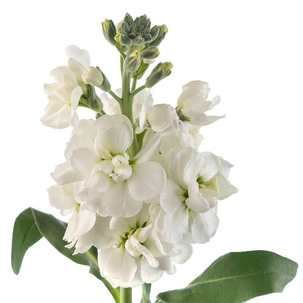 Stock, White