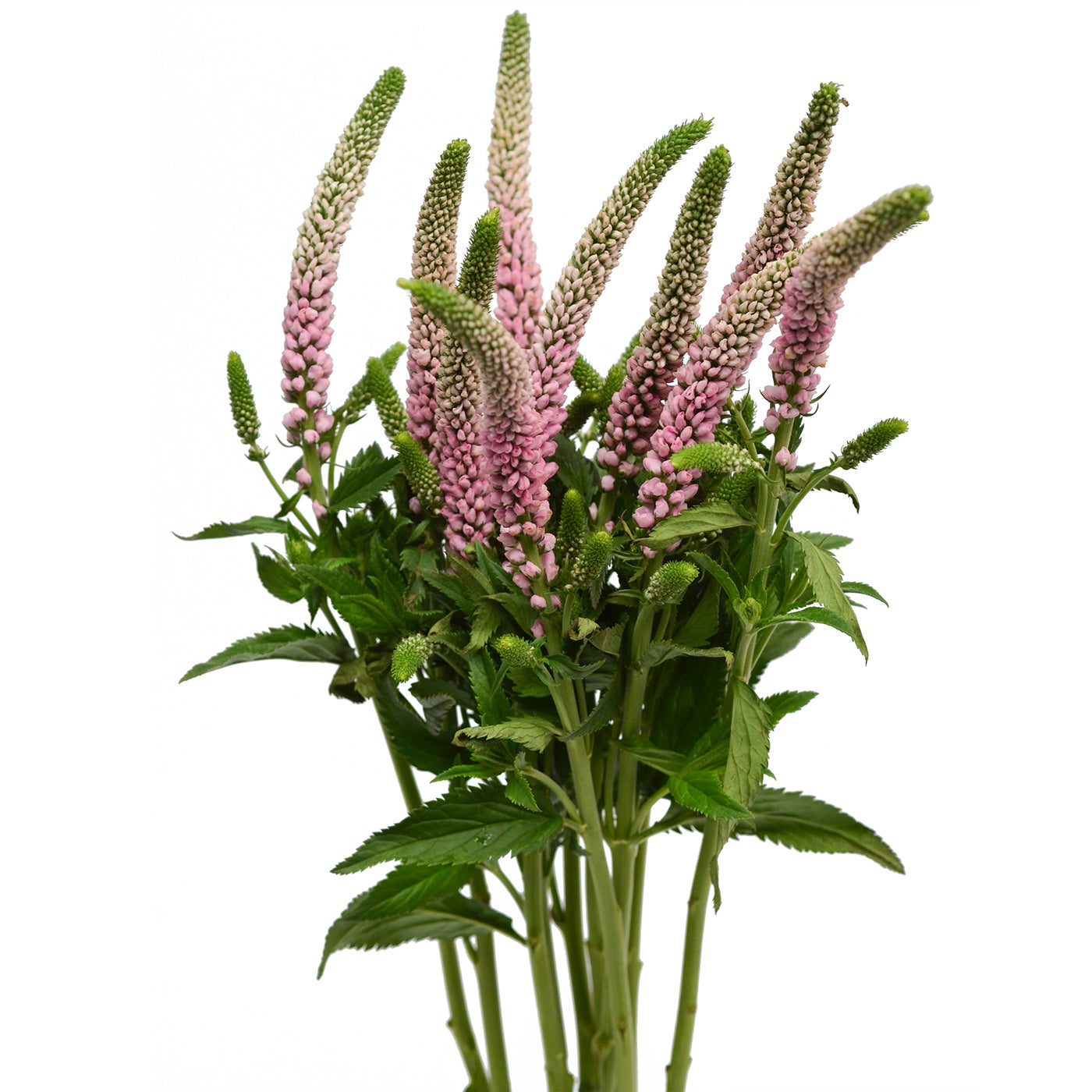 Veronica, Pink
