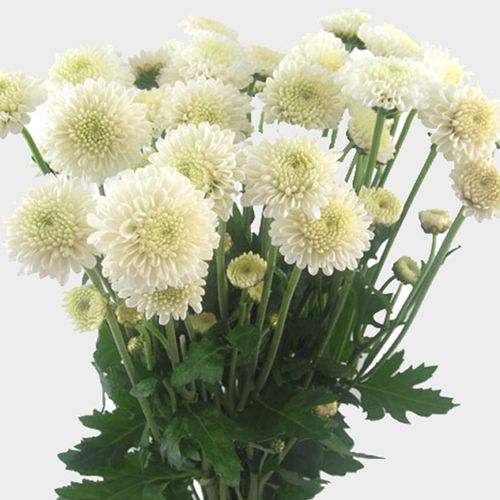 Button Poms, White