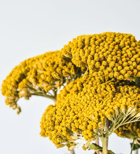 Yarrow, Yellow