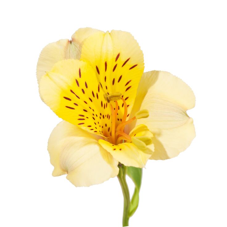 Alstroemeria, Yellow